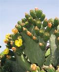 Opuntia ficus-india
